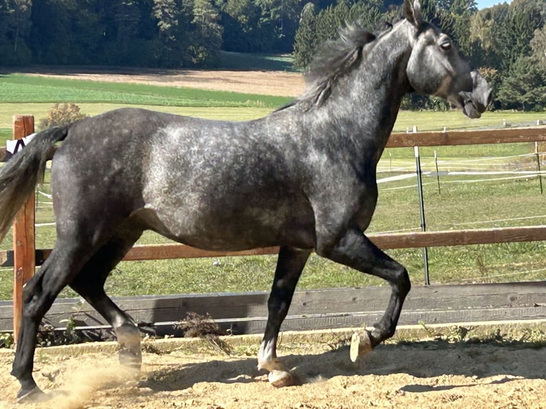 Other Warmbloods Gelding 4 years 16 hh Grey in Ursensollen