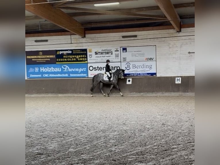 Other Warmbloods Gelding 4 years 16 hh Grey in Bramsche