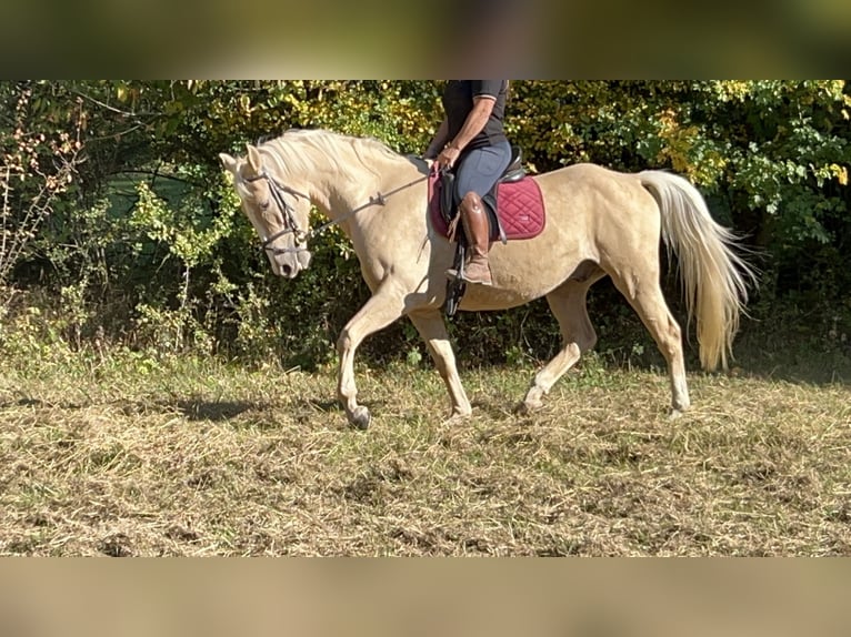 Other Warmbloods Gelding 4 years 16 hh Palomino in Ursensollen