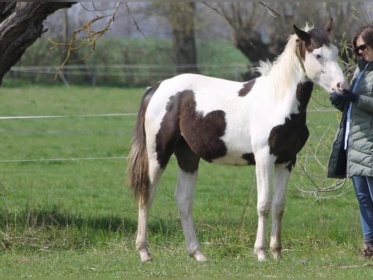 Other Warmbloods Gelding 4 years 16 hh Pinto in Rohrlack