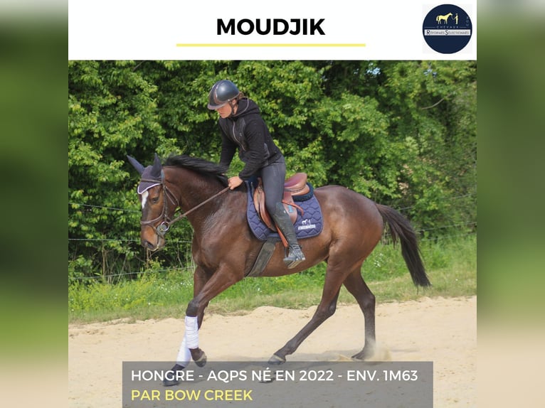 Other Warmbloods Gelding 4 years 16 hh Smoky-Black in Bourg-lÉvêque