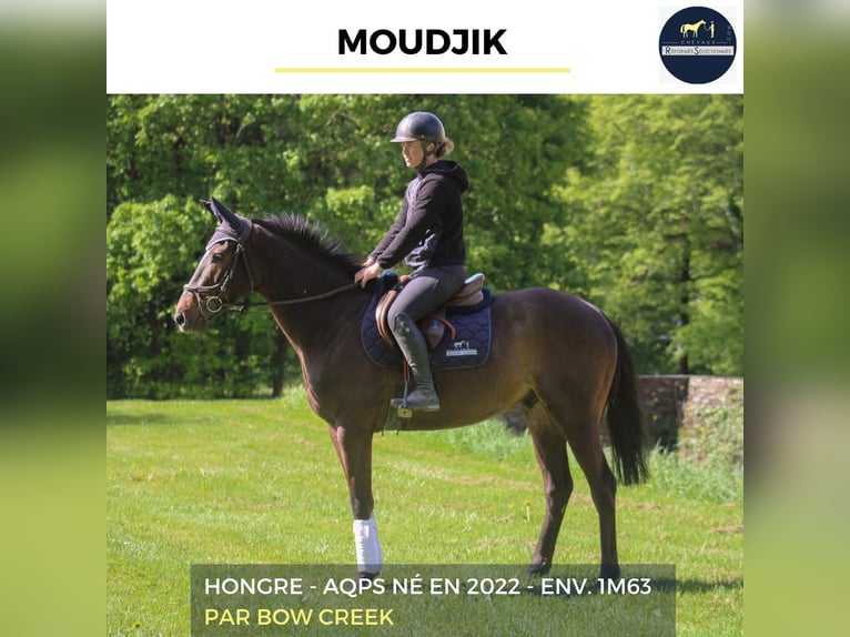 Other Warmbloods Gelding 4 years 16 hh Smoky-Black in Bourg-lÉvêque