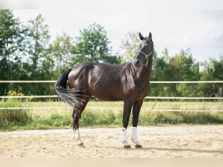 Other Warmbloods Gelding 4 years 16,1 hh Black in St. Marein bei Graz