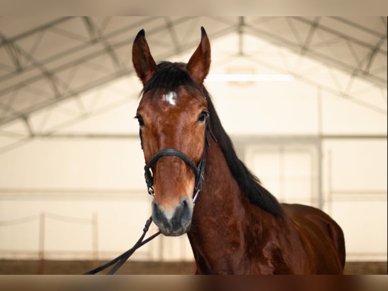 Other Warmbloods Mix Gelding 4 years 16,1 hh Brown in Bogucin