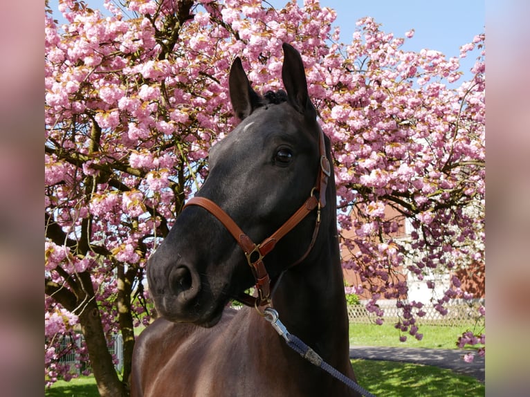 Other Warmbloods Gelding 4 years 16,1 hh Smoky-Black in Dorsten