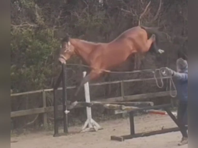 Other Warmbloods Gelding 4 years 16,2 hh Brown in FERROL