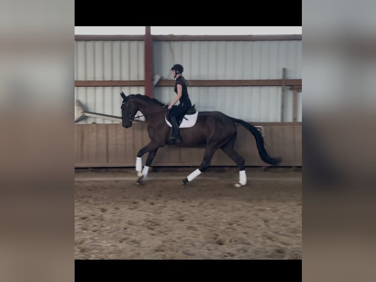 Other Warmbloods Gelding 4 years 17 hh Brown in Warburg-Rimbeck