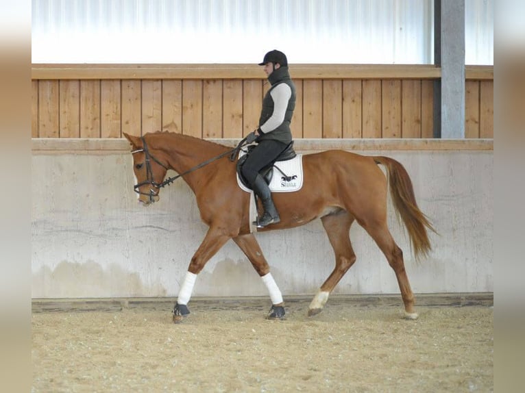 Other Warmbloods Gelding 4 years 17 hh Chestnut-Red in Wellheim