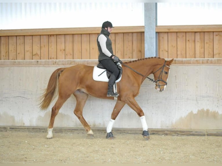 Other Warmbloods Gelding 4 years 17 hh Chestnut-Red in Wellheim