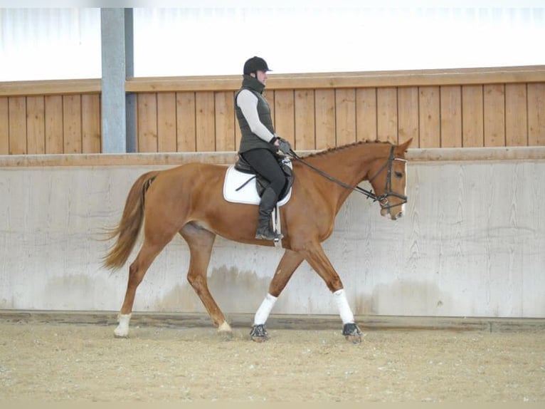 Other Warmbloods Gelding 4 years 17 hh Chestnut-Red in Wellheim