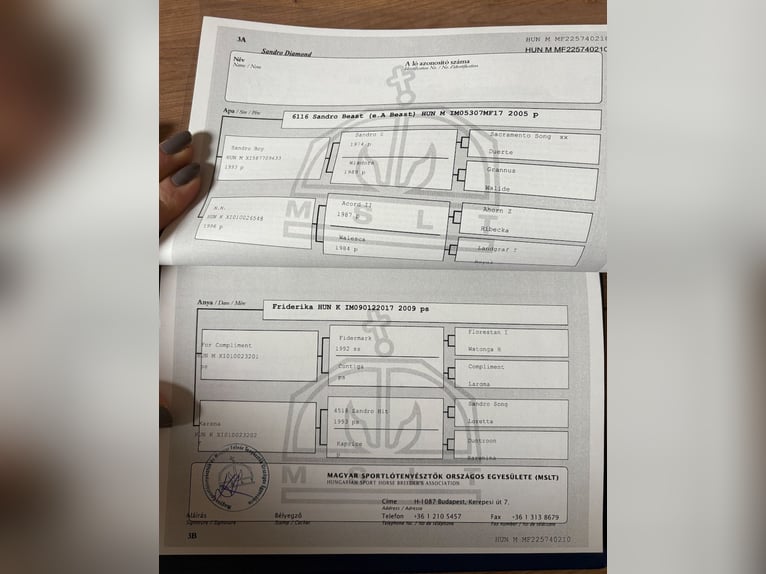 Other Warmbloods Gelding 4 years in Stainz