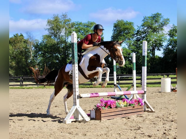 Other Warmbloods Gelding 5 years 14,1 hh Tobiano-all-colors in Howell MI