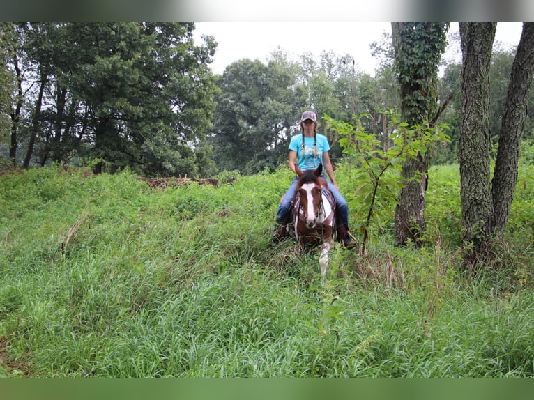 Other Warmbloods Gelding 5 years 14,1 hh Tobiano-all-colors in Howell MI