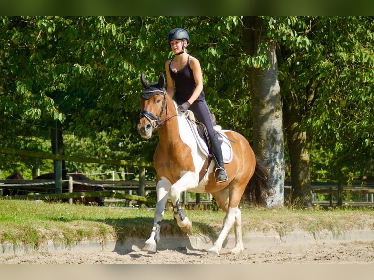 Other Warmbloods Gelding 5 years 14.2 hh Pinto in Buchholz in der Nordheide