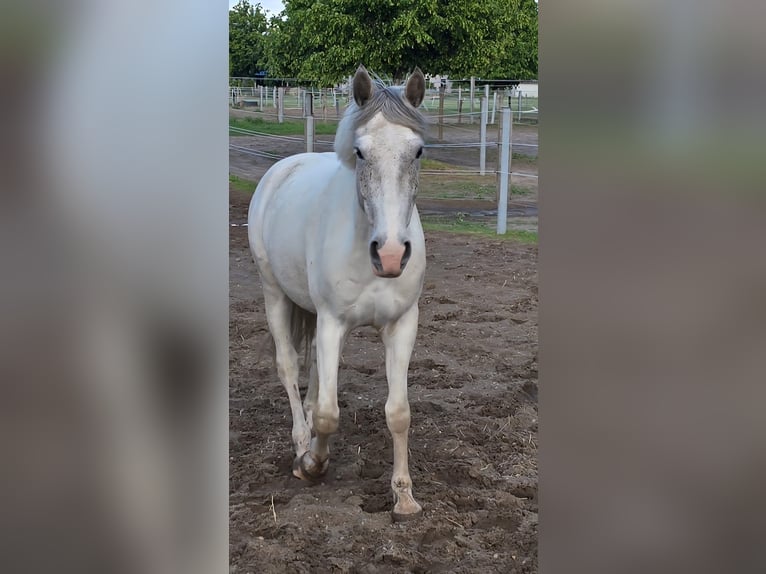 Other Warmbloods Mix Gelding 5 years 14,2 hh Grey in Berlin
