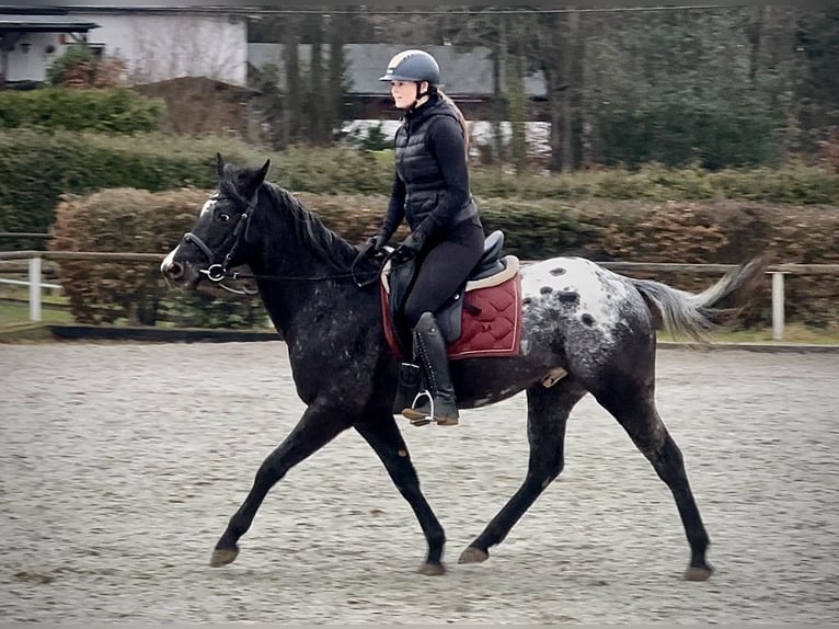 Other Warmbloods Gelding 5 years 14,2 hh Leopard-Piebald in Neustadt (Wied)