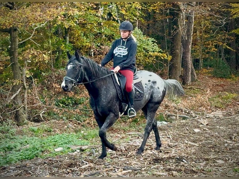 Other Warmbloods Gelding 5 years 14,2 hh Leopard-Piebald in Neustadt (Wied)
