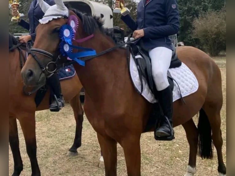 Other Warmbloods Gelding 5 years 14,3 hh Brown in Steinau an der Stra&#xDF;e