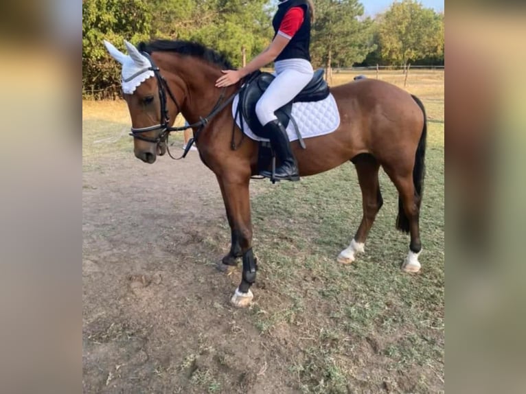 Other Warmbloods Gelding 5 years 14,3 hh Brown in Steinau an der Stra&#xDF;e