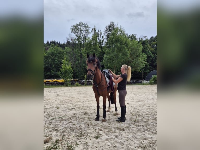 Other Warmbloods Gelding 5 years 14,3 hh Brown in Steinau an der Stra&#xDF;e