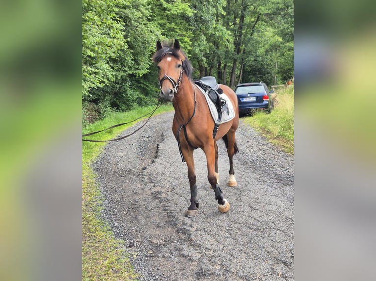 Other Warmbloods Gelding 5 years 14,3 hh Brown in Steinau an der Stra&#xDF;e
