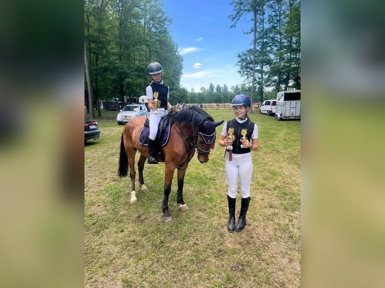Other Warmbloods Gelding 5 years 14,3 hh Brown in Steinau an der Stra&#xDF;e
