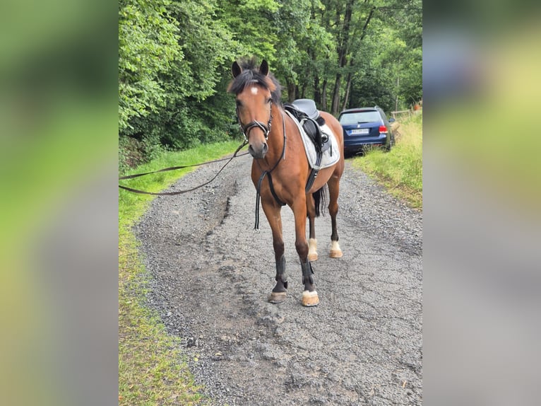 Other Warmbloods Gelding 5 years 14,3 hh Brown in Steinau an der Stra&#xDF;e