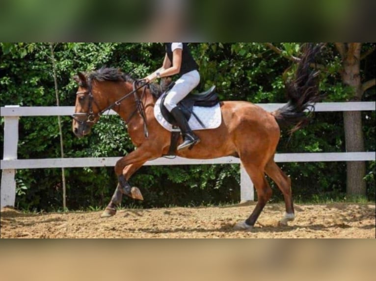 Other Warmbloods Gelding 5 years 14,3 hh Brown in Steinau an der Stra&#xDF;e