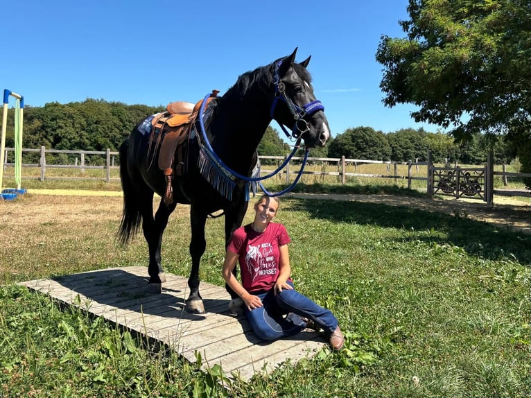 Other Warmbloods Gelding 5 years 15.1 hh Black in Linkenbach