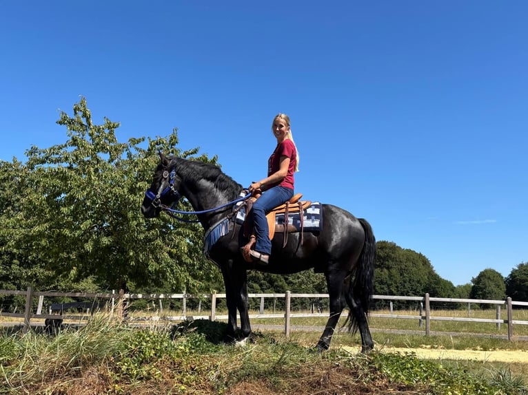 Other Warmbloods Gelding 5 years 15.1 hh Black in Linkenbach