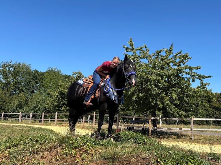 Other Warmbloods Gelding 5 years 15.1 hh Black in Linkenbach