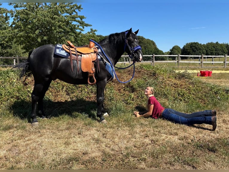Other Warmbloods Gelding 5 years 15.1 hh Black in Linkenbach