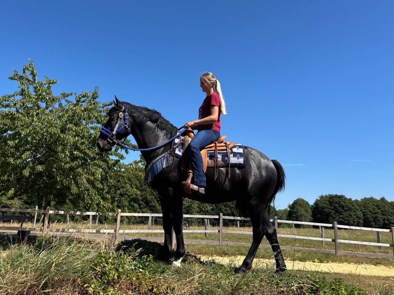 Other Warmbloods Gelding 5 years 15.1 hh Black in Linkenbach