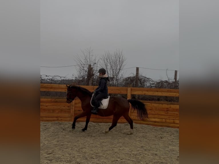 Other Warmbloods Gelding 5 years 15,1 hh Brown in Lannach