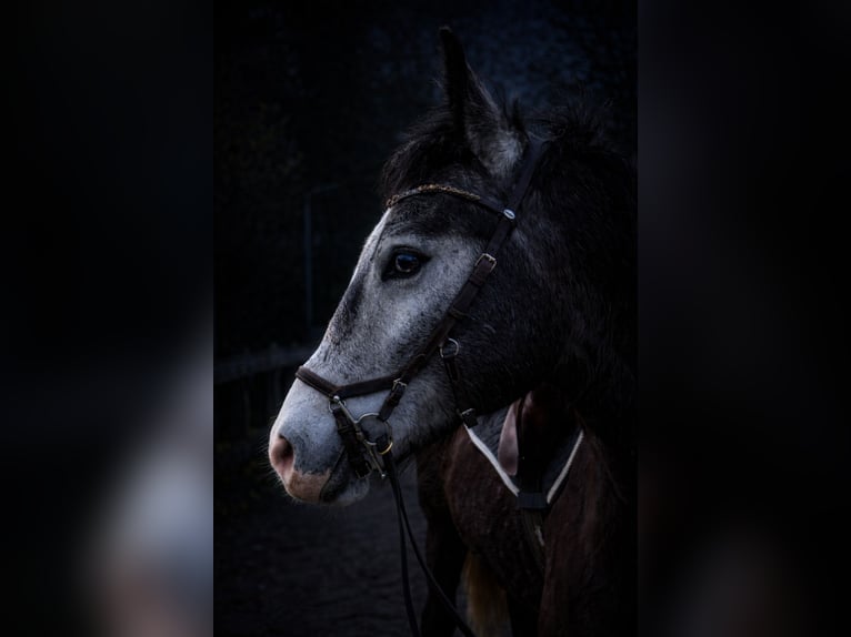 Other Warmbloods Gelding 5 years 15.1 hh Grey-Blue-Tan in Woldert
