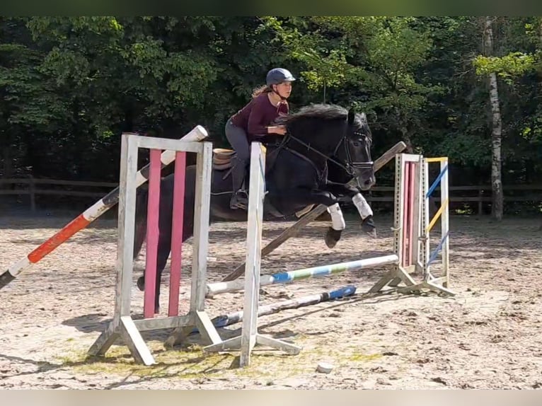 Other Warmbloods Gelding 5 years 15.1 hh Grey-Dark-Tan in Braunschweig