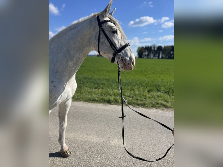 Other Warmbloods Gelding 5 years 15.1 hh Grey-Red-Tan in Uttendorf