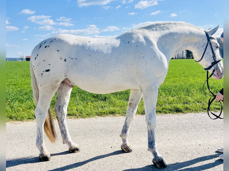 Other Warmbloods Gelding 5 years 15.1 hh Grey-Red-Tan in Uttendorf