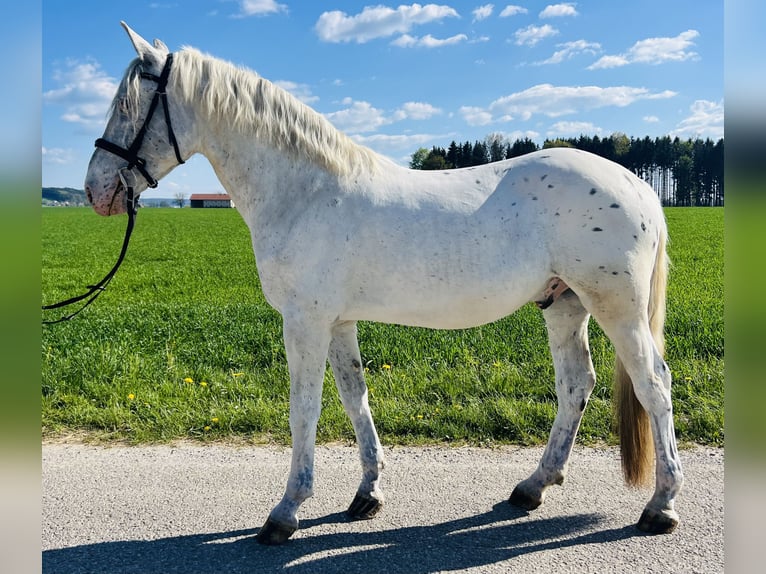 Other Warmbloods Gelding 5 years 15.1 hh Grey-Red-Tan in Uttendorf