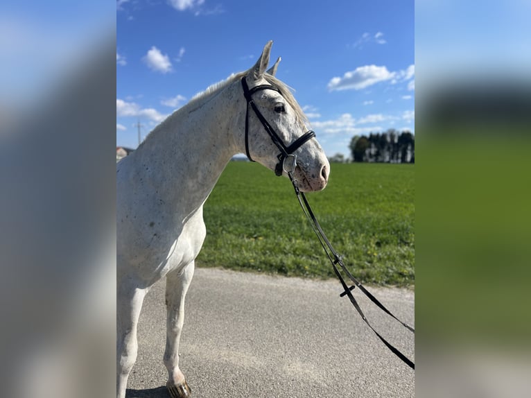 Other Warmbloods Gelding 5 years 15.1 hh Grey-Red-Tan in Uttendorf