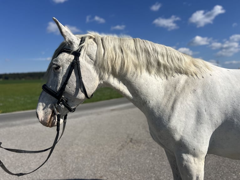 Other Warmbloods Gelding 5 years 15.1 hh Grey-Red-Tan in Uttendorf
