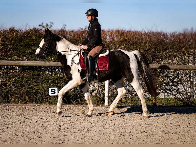 Other Warmbloods Gelding 5 years 15,1 hh Pinto in Neustadt (Wied)