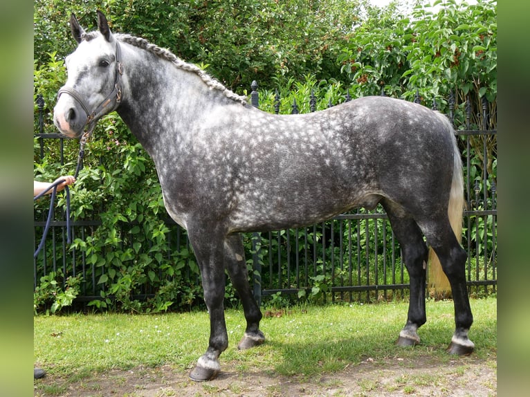 Other Warmbloods Gelding 5 years 15.2 hh Grey-Dapple in Dorsten