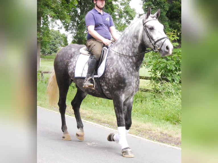 Other Warmbloods Gelding 5 years 15.2 hh Grey-Dapple in Dorsten