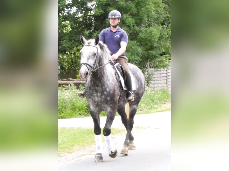 Other Warmbloods Gelding 5 years 15.2 hh Grey-Dapple in Dorsten