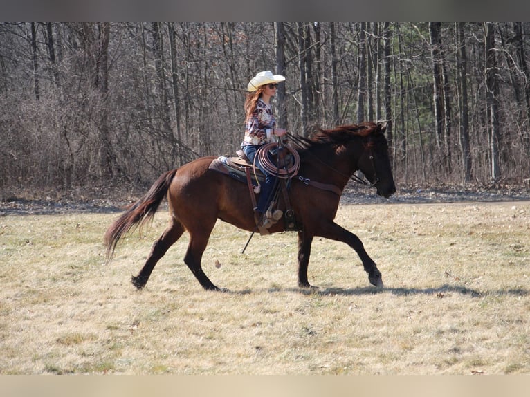 Other Warmbloods Gelding 5 years 15,3 hh Bay in Howell, MI