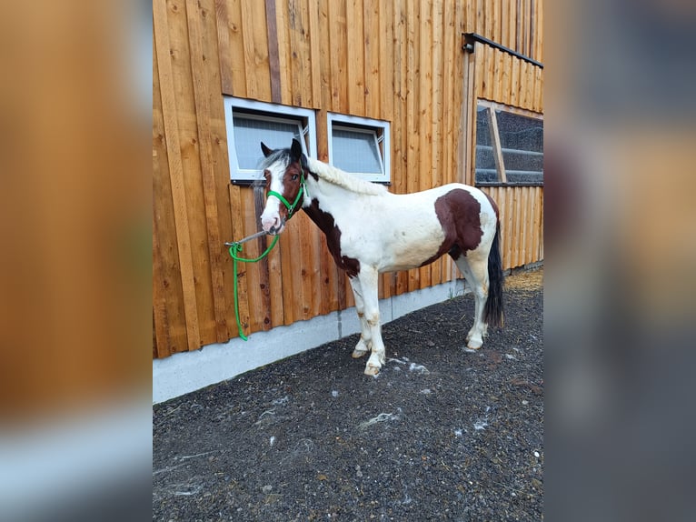 Other Warmbloods Gelding 5 years 15 hh Pinto in Langen bei Bregenz
