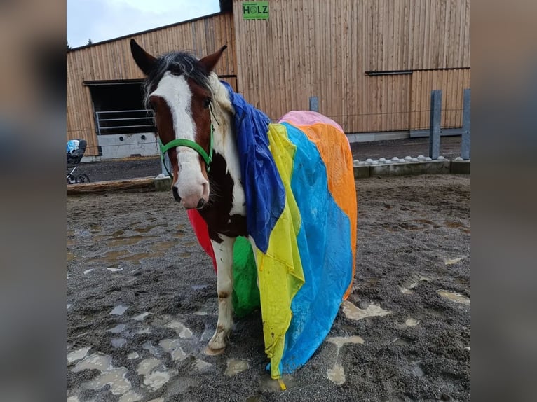 Other Warmbloods Gelding 5 years 15 hh Pinto in Langen bei Bregenz