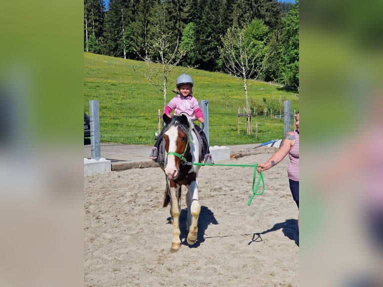 Other Warmbloods Gelding 5 years 15 hh Pinto in Langen bei Bregenz