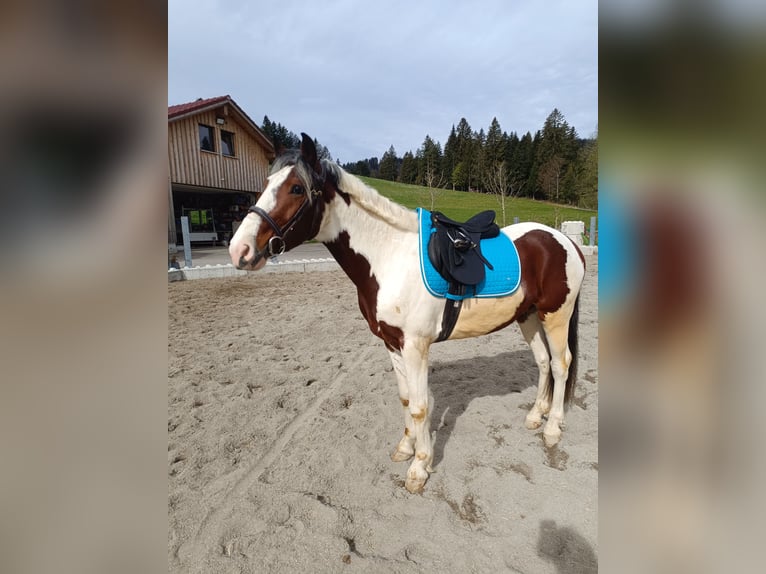 Other Warmbloods Gelding 5 years 15 hh Pinto in Langen bei Bregenz